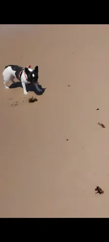 Bulldog linda saudável 