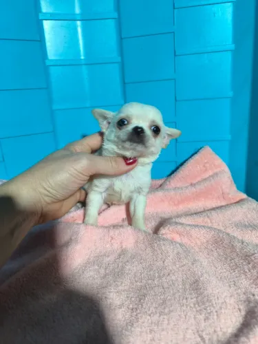 Chihuahua macho miniatura