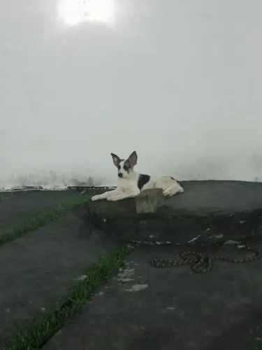 Filhotes de panda shepherd (pastor alemão )