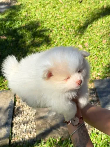 Filhotes de Spitz alemão