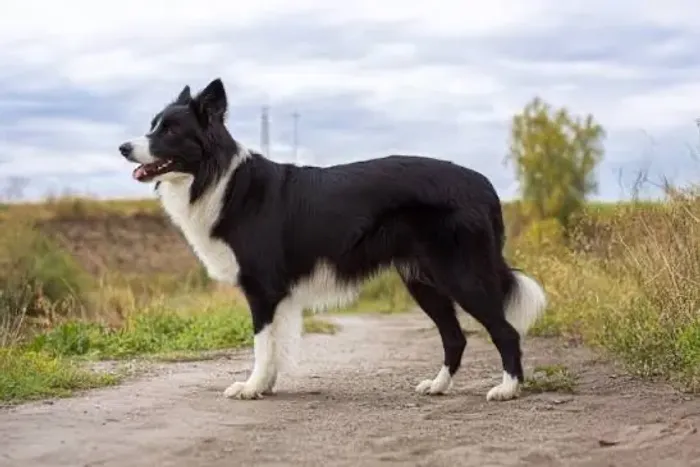 Cachorro Border collie linhagem de trabalho