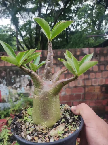 Rosa do Deserto - Arabicum