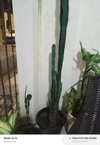 Plantas (castelo de farda)
