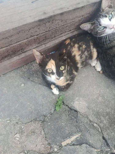 Doação de Gatos 