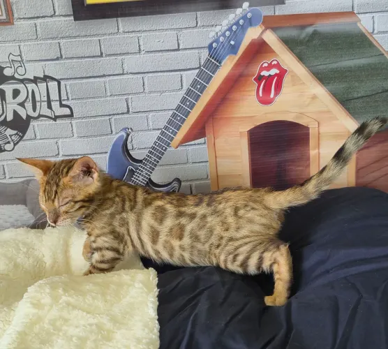 Bengal super rosetado