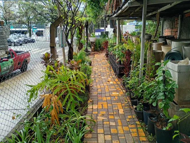 Plantas vasos terra serviços jardinagem paisagismo