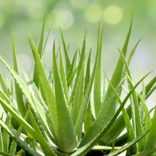 Muda no vaso e folha de Babosa Aloe Vera Planta Medicinal Messejana Fortaleza Eusébio