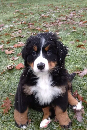 Filhote de Bernese mountain o gigante gentil que encanta em cada fase