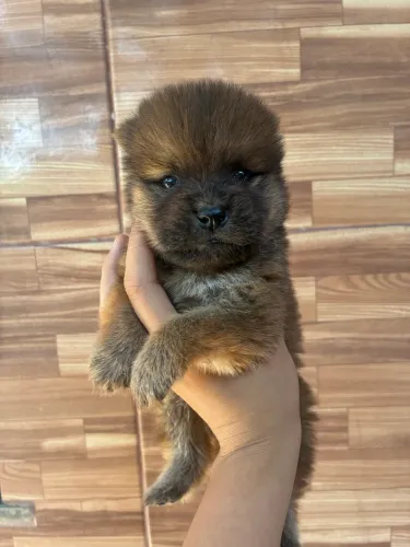 Chow Chow 