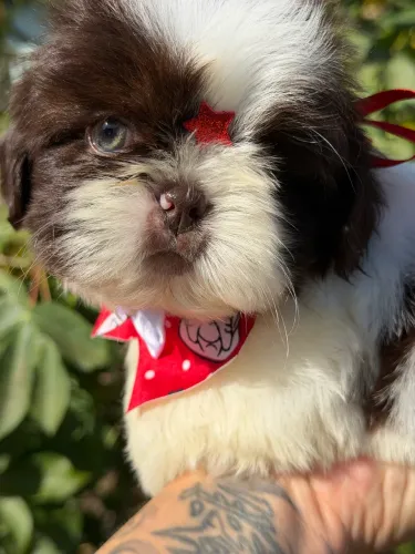 Menino shiu tzu - olhos verdes