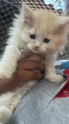 Maine coon