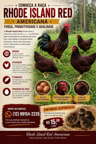OVOS GALADOS E PINTINHOS A VENDA