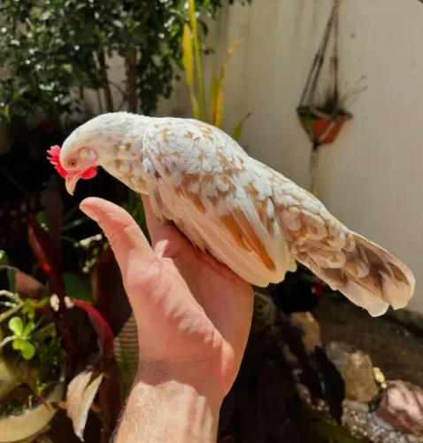 Mini garnizé / galinha da india