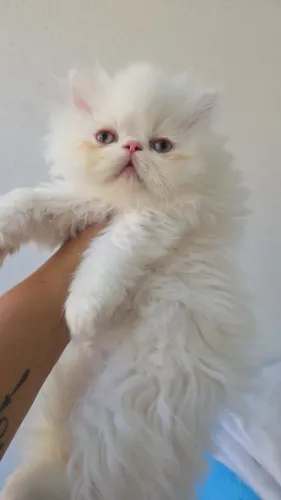 Filhotes de gato persa vacina e pedigree 