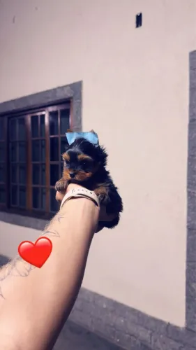 Luxuoso filhote Mini raça yorkshire terrier