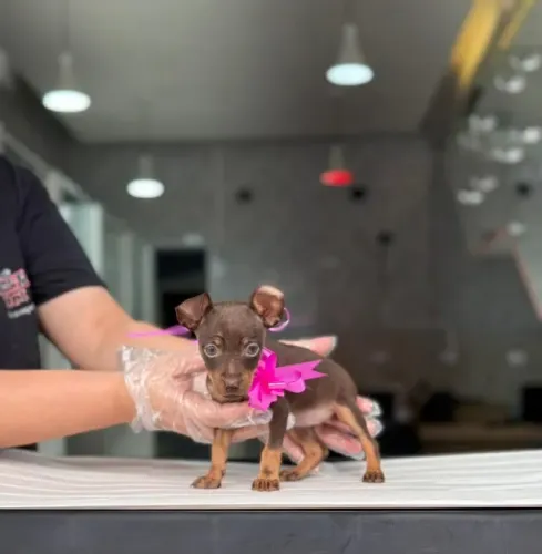 Pinscher Miniatura com Procedência: Vacinado por Veterinário, Pedigree e Garantias