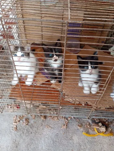Doação de gatinho ? 2 fêmea e u macho *27
