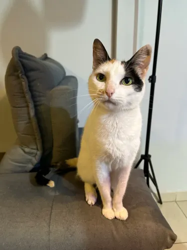 Gatinha para adoção responsável 
