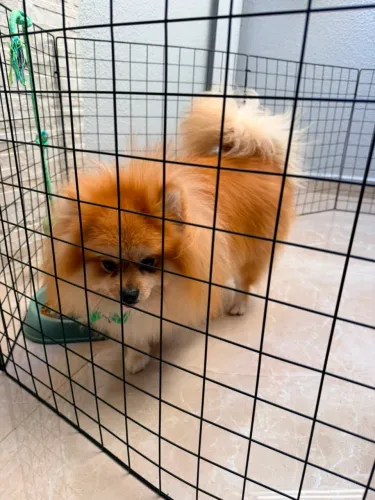 Cachorro 