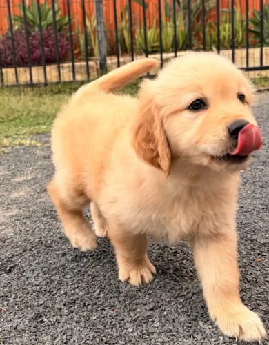 Golden retriever filhotes fofinhos
