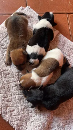 Filhotes de pinscher N°1