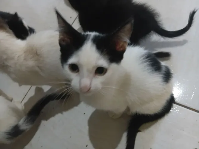 Doação de gatos