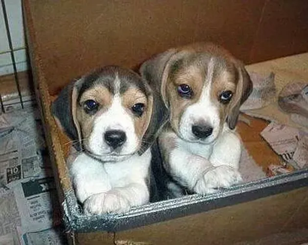 Beagle Seu melhor amigo ainda não te conhece?