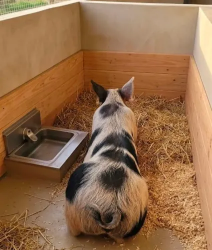 Porco de grande porte para abate