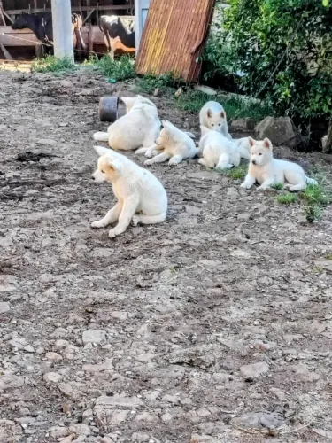 Filhotes Akita inu branco
