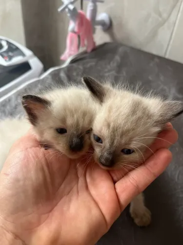 Gato siamês 