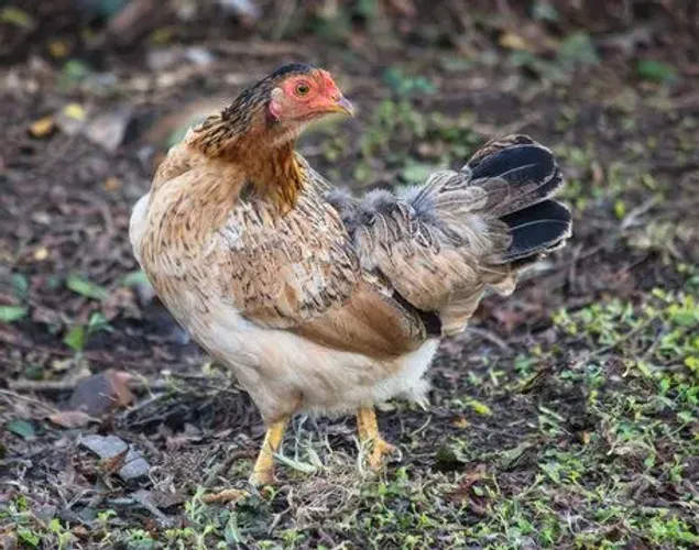 Galinha Caipira