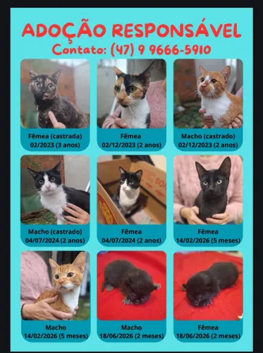 Doação de gatos 