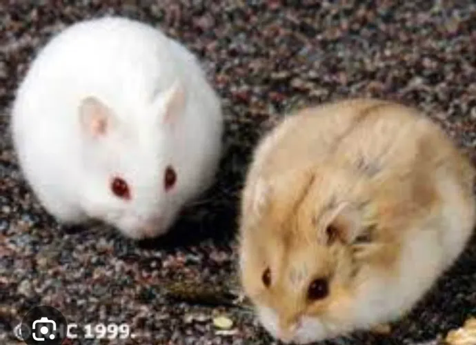 Vendo Hamster Anão Russo