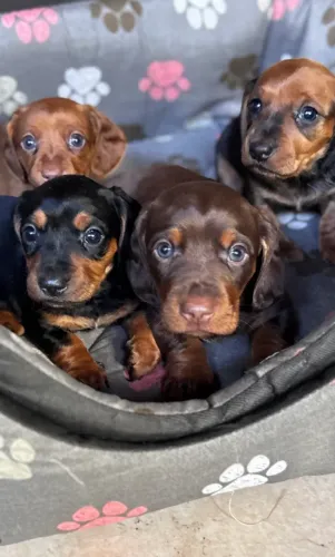  Filhotes mini Danchund (Cofap ) 