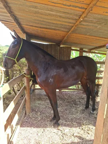 Potra Mangalarga Registrada