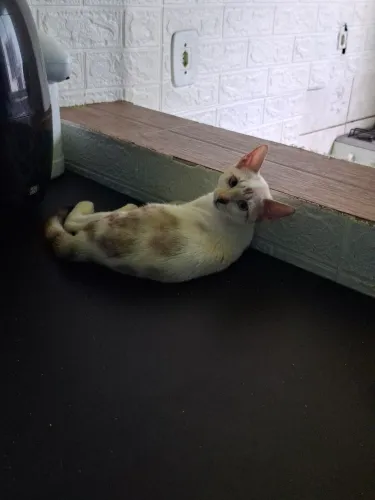 Gatinhos para doação 