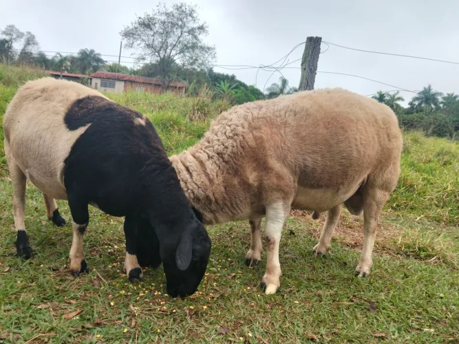 Vendo carneiros da reca dorper