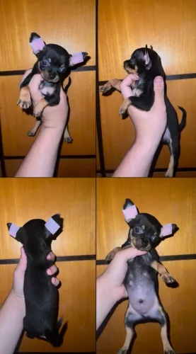 Chihuahua macho