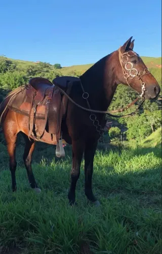 VENDO OU TROCO CAVALO PURO DE MARCHA PICADA!