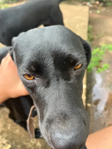 Pet?s para adoção 