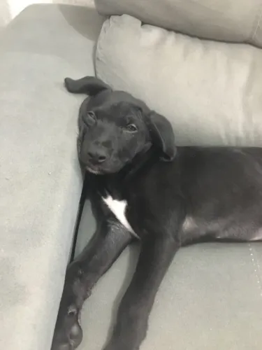 Doação de cachorrinho
