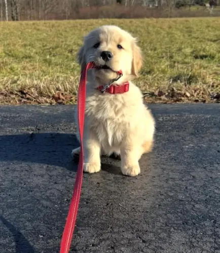 Golden Retriever charmoso