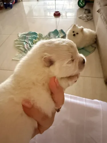 Filhote de Lulu da Pomerania