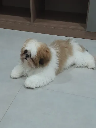 Shitzu 4 meses
