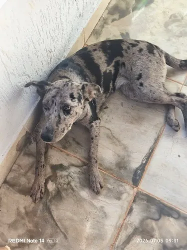 Doa-se cachorra da raça Catahoula leopard dog 