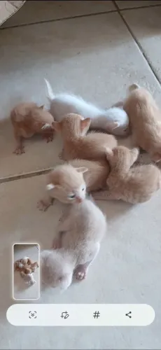 Filhotes de gatos 
