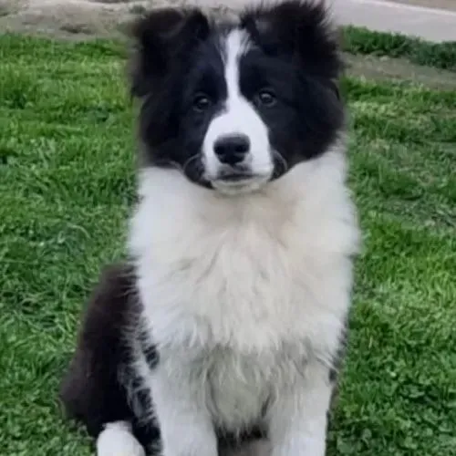 Filhotes de Border Collie | Seu companheiro perfeito!