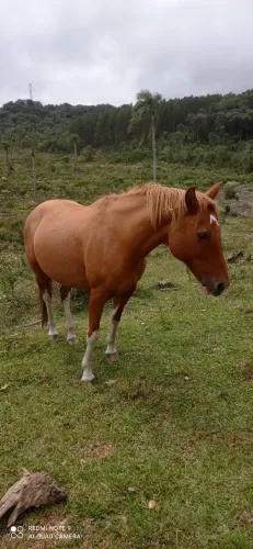 Égua crioula.