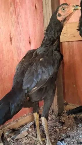 Galinha Índia