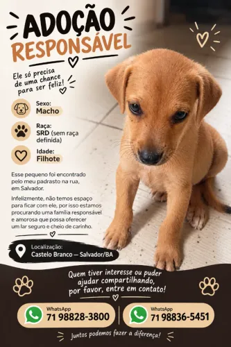 cachorro